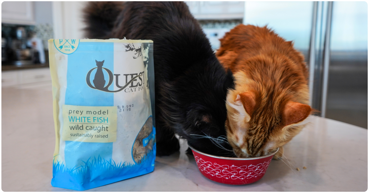 two cats eating out of a red bowl