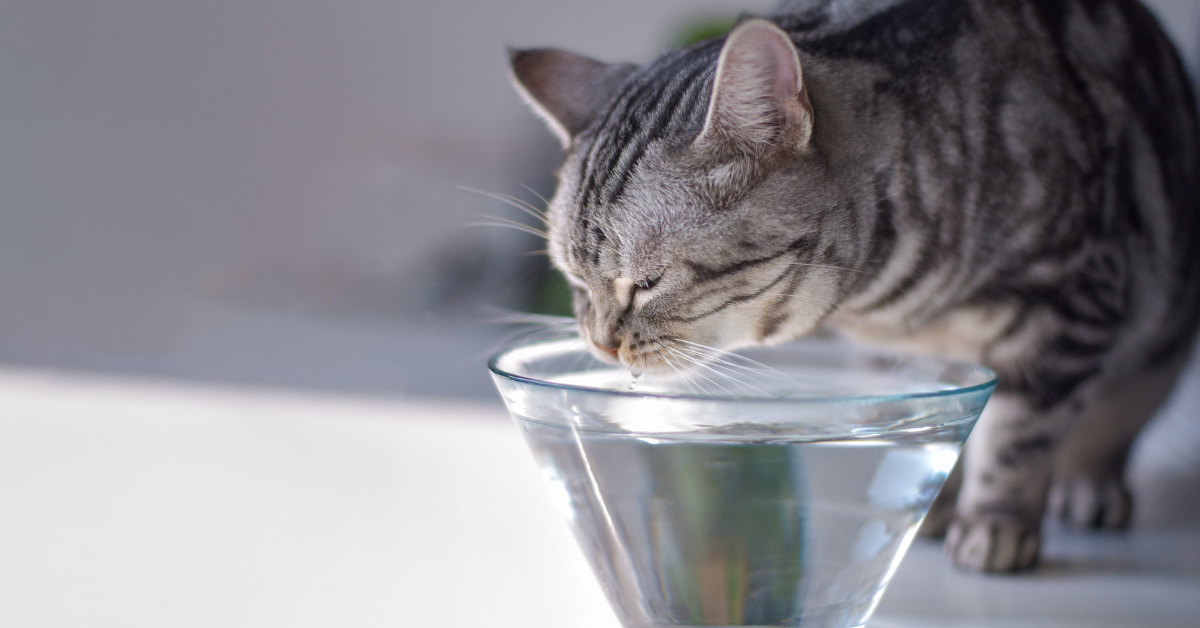 cat drinking from glass bowl of water