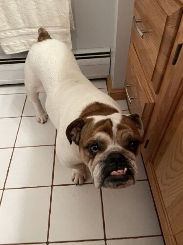 English bulldog standing on tile