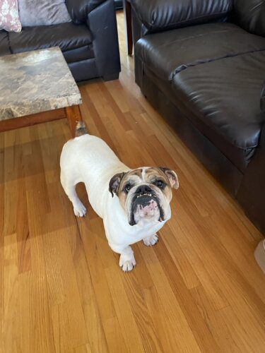 english bulldog standing by black couch