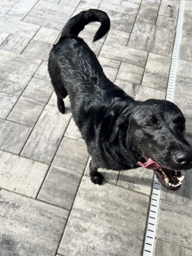 black lab outside with tongue out