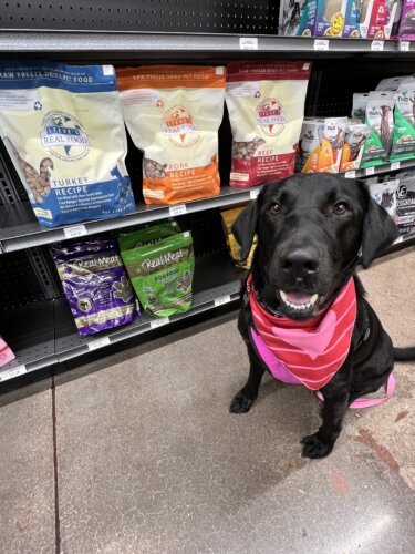 black lab in pet store in front of Steve's Real Food