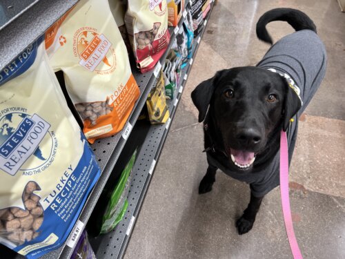 Dog next to Steves Real Food