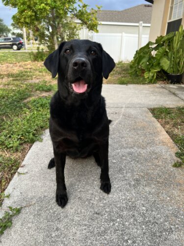 black lab in front of house and grass