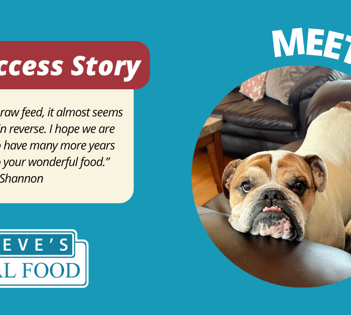 Success Story of English Bulldog with Steve's Real Food