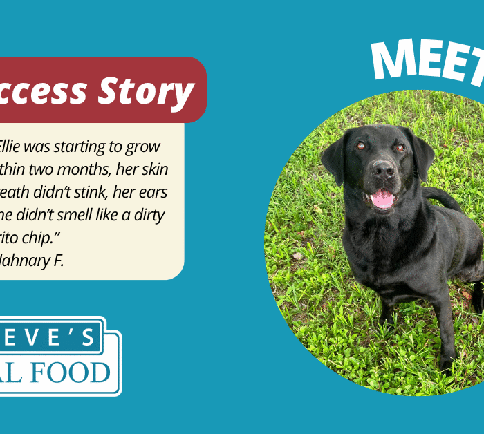 Black laborador dog sitting on grass