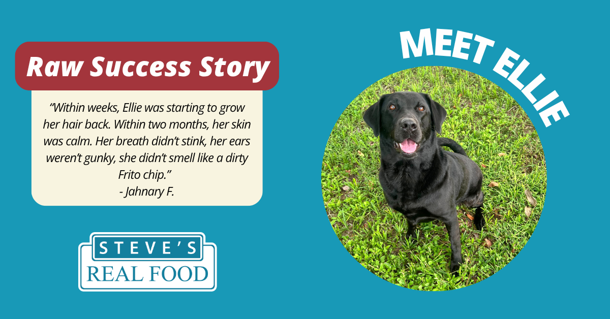 Black laborador dog sitting on grass