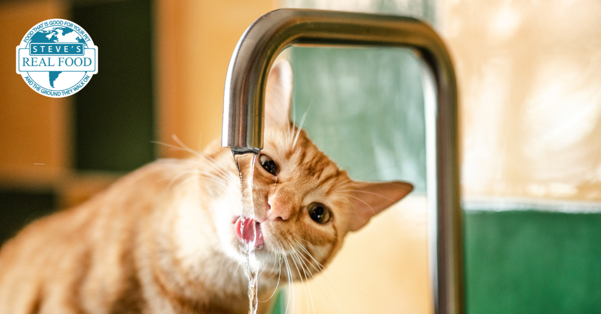 orange cat drinking water from a faucet