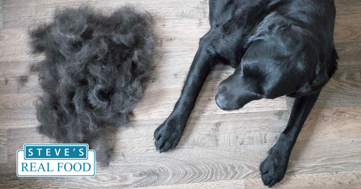 dog shedding