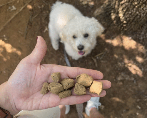 white dog looking at hand holding dog treats