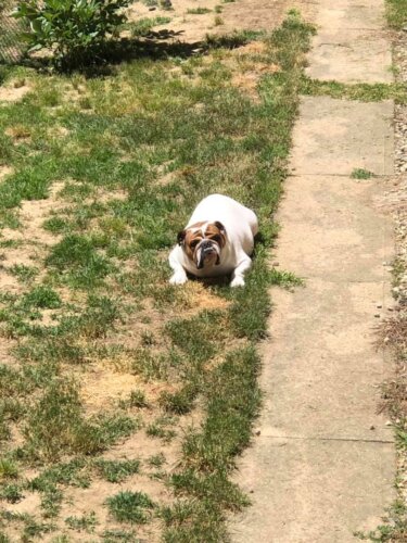 English bulldog laying outside on grass