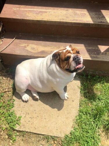 English bulldog sitting outside in front of stairs