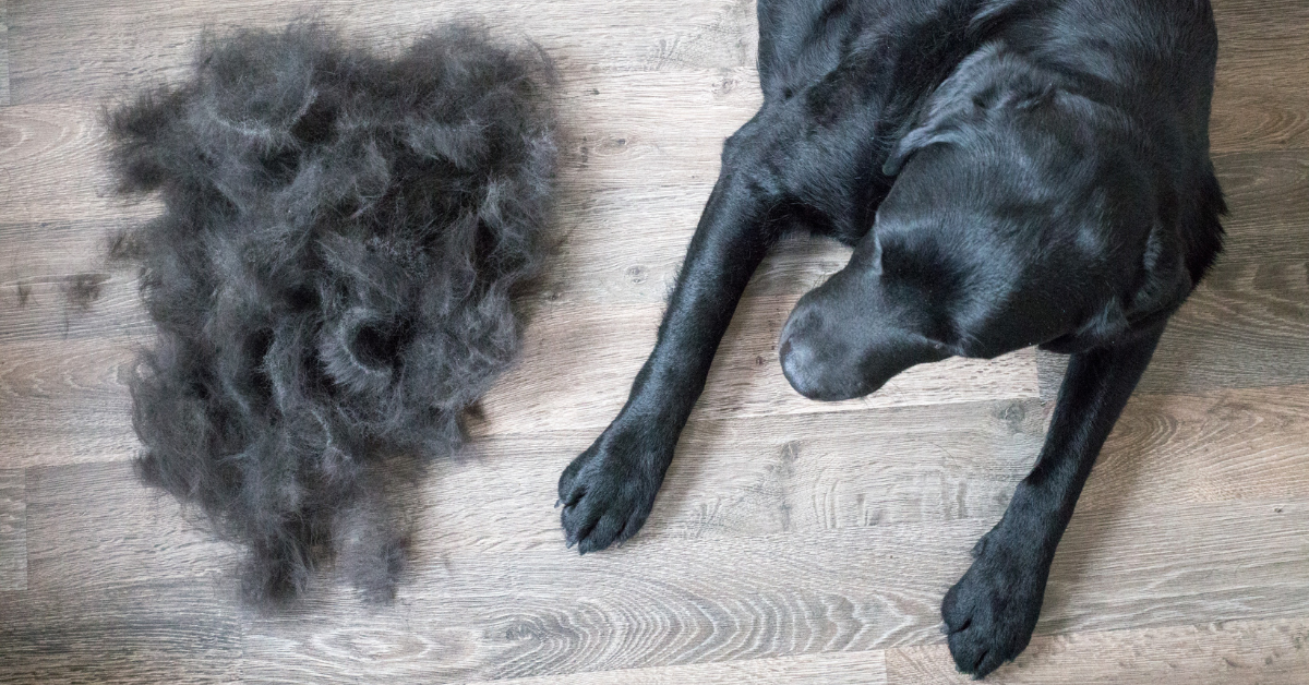 dog laying next to file of shedded fur