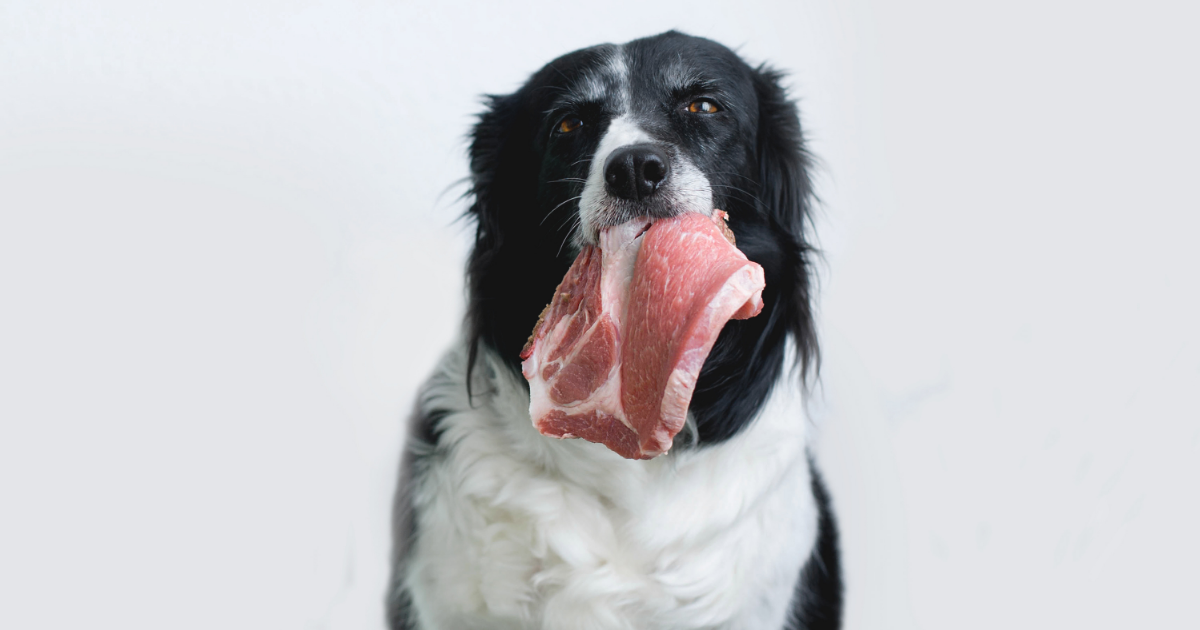 dog with piece of raw meat in its mouth