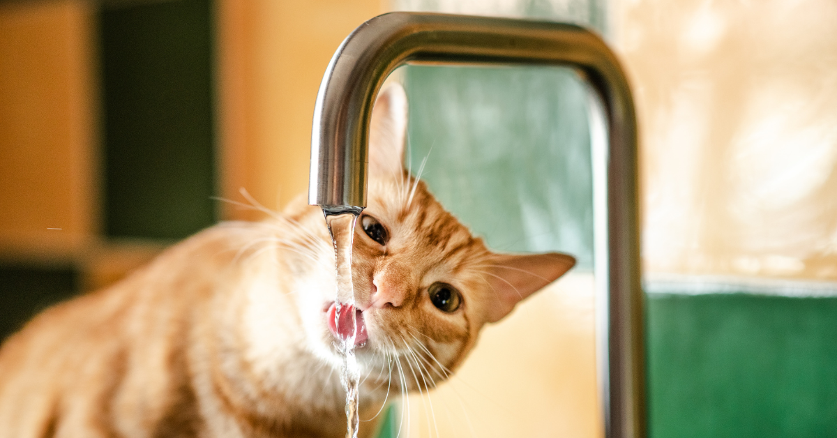 orange cat drinking out of faucet