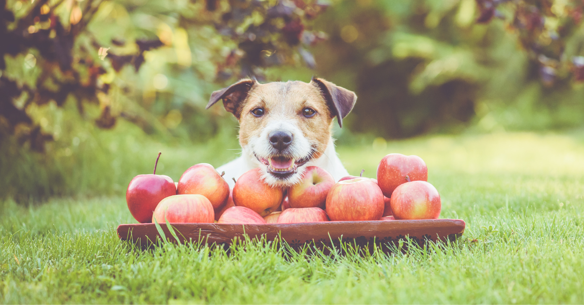 dog sitting behind pile of apples