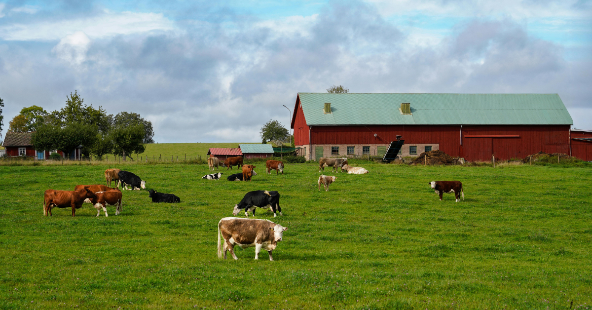 cows standing in a field
