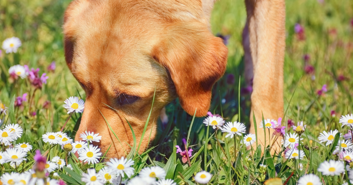 dog sniffing grass