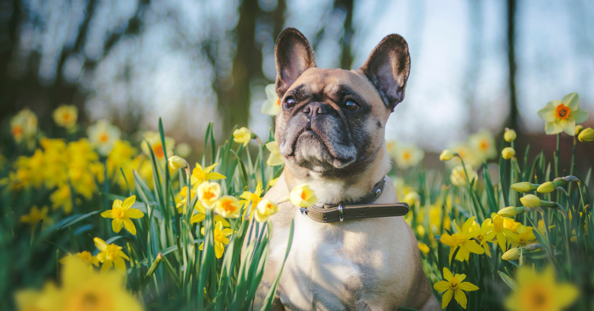 dog in yellow flowers