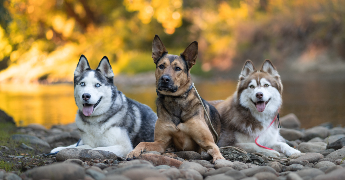 3 dogs sitting in front of a river with fall leaves in the background