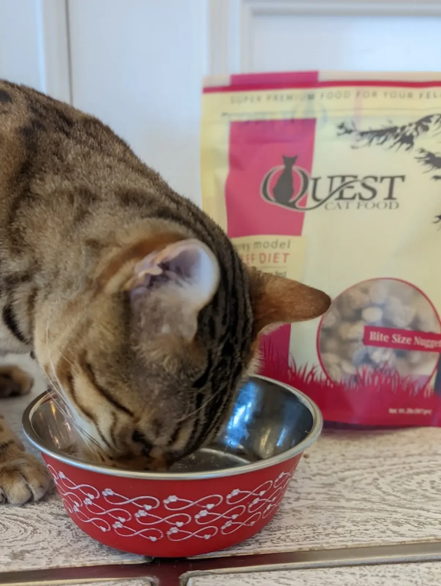 Cat eating from dish with bag of Quest Cat Food