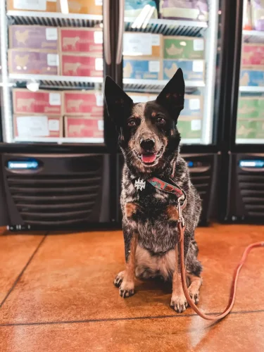 Dog on leash in front of refrigerators